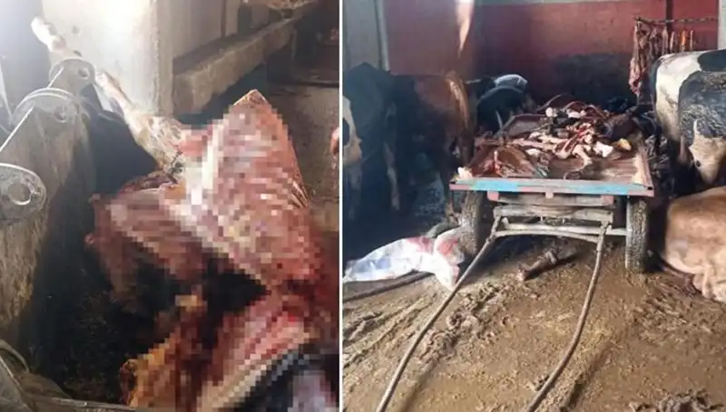 Adana'da Dram Servet: 2,5 Ton At Eti ve Kurtarılan 4 At