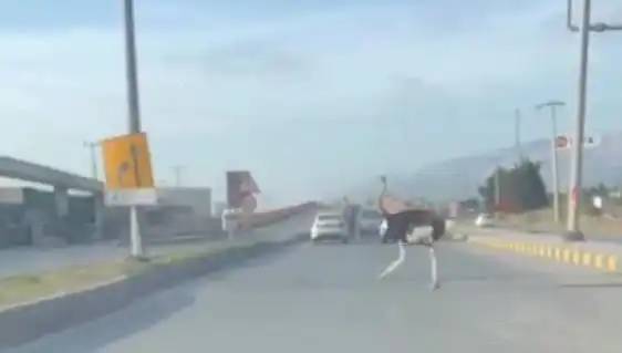 Trafikte Deve Kuşu Görülmesi: Sürücülerin Şaşkın Bakışlarıyla Dolu Anlar