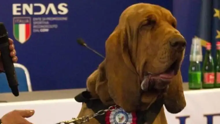 Korkunç Olay: Arama Köpeğine Suikast Gibi Saldırı Gerçekleşti