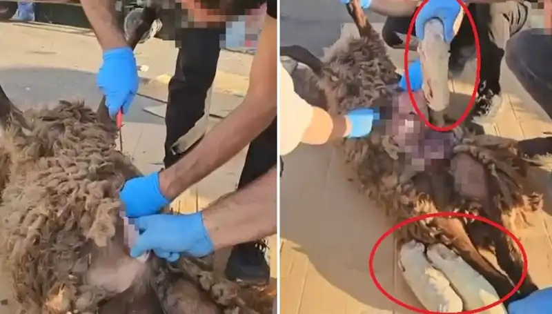 Zehir Tacirlerinin Yeni Oyunu: Ölü Koyunun Karnında Neler Bulundu?