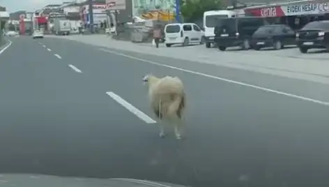 Yalova'da Kaçan Kurbanlık Maymunların Yolu Kestiler: Trafik Felç Oldu!