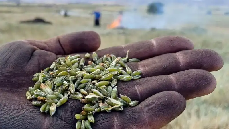 Bu Yılın Firik Sezonu: Lezzet Patırtısı Başlıyor!