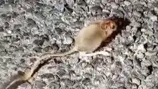 Tunceli Dağlarında Kayıp Arap Tavşanı Yeniden Görüntülendi!