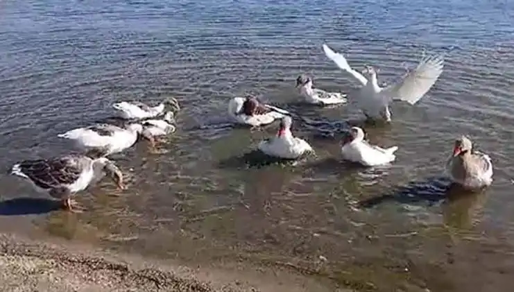 Kazların Denizde Yüzmeleri Mahallede Krize Neden Oldu