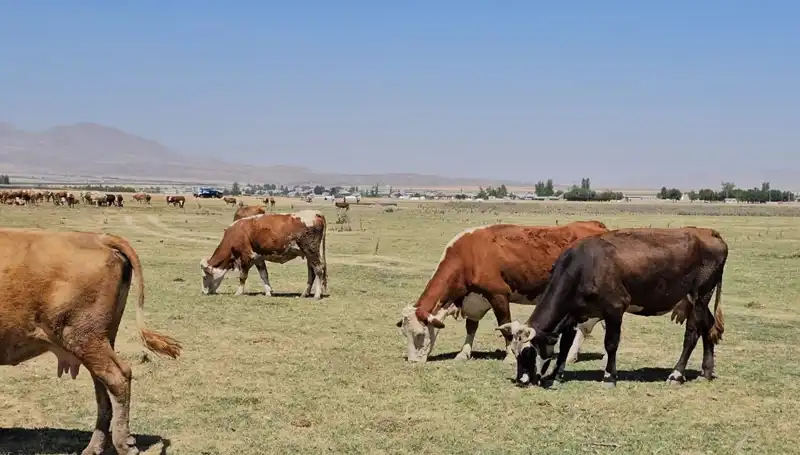Arin Gölü'nün Kuruması: Bölgedeki Su Krizi Büyüyor!