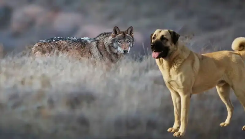 Kangal Köpeğine Olan İlgi Patladı: Kurt Popülasyonu Artışı Neden Oldu?