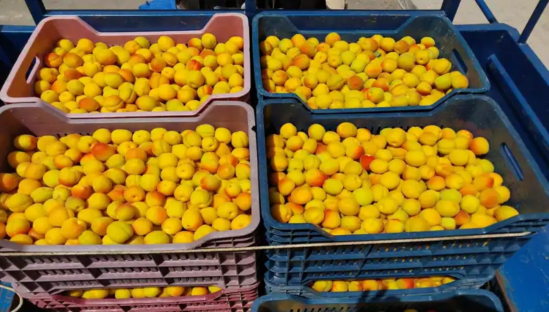İlk Hasat Heyecanı: 500 TL'den Alıcı Buldu!