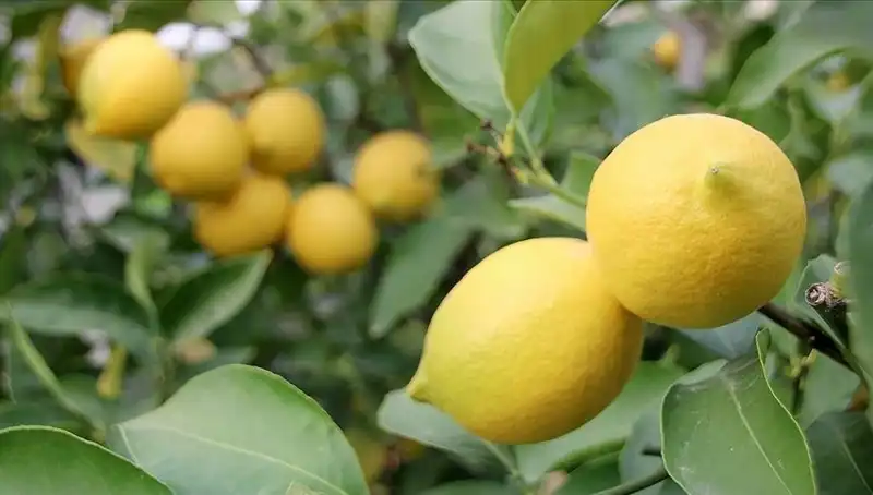 İklim Değişikliği Limon Fiyatlarını Zam Yağmuruna Tuttu