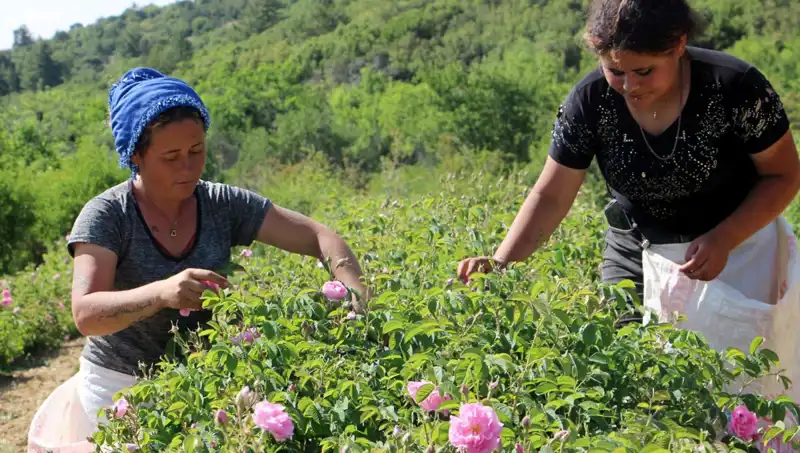 Zirai Don Alarmı: Gül Tarlalarını Vuran Soğuk Havaların Etkisi