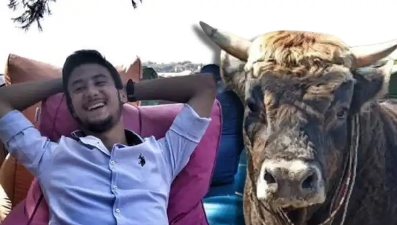 Aydın'da Güreş Boğası Feci Bir Olayda Hayatını Kaybetti!