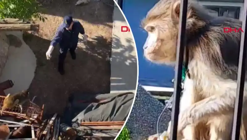 Muğla'da Eğlenceli Bir Olay: Maymun kovalamacası Mahalleyi Sarmaladı!