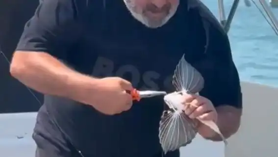 Saros Körfezi'nde Şaşırtan Keşif: Nadir Kırlangıç Balığı Oltaya Takıldı