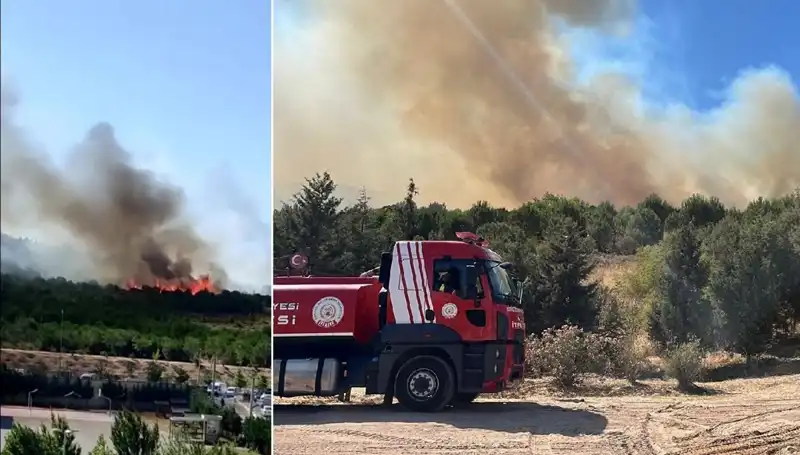 Gebze'de Beklenmedik Orman Yangını: Sebepleri ve Sonuçları Neler?