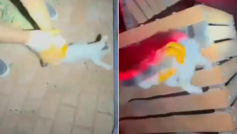 Gece Yarısı Kedi Kurtarma Operasyonu: İtfaiye Ekipleri Neler Yaşadı?