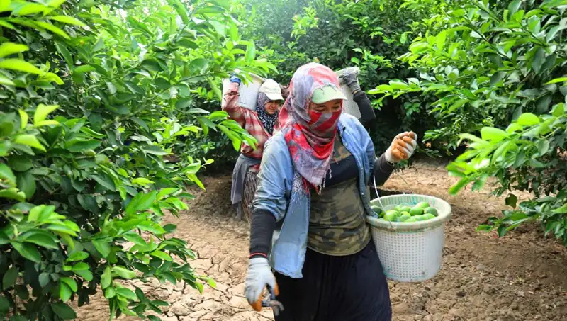 Markette Kilosu 150 Lirayı Aşan Ürünlerin Fiyatları Düşmeye Başladı
