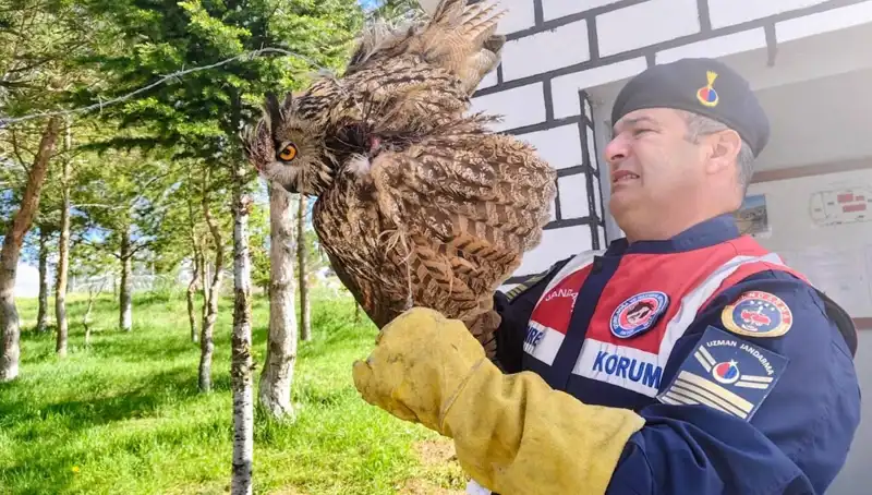 Dikenli Tellere Takılan Puhu, Hayata Döndürücü Tedavi Altında!