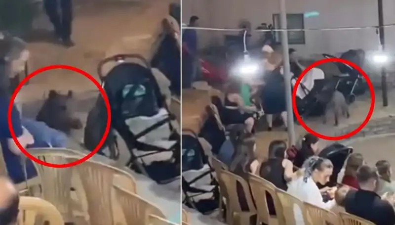 Düğün Töreninde Sıra Dışı Anlar: Yaban Domuzu Saldırısı Panik Yarattı!