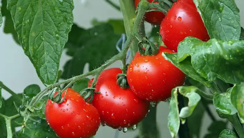 Domateslerin Geçmişine Yolculuk: İnsanlarla Geçmişteki Bağlantıları Neler?
