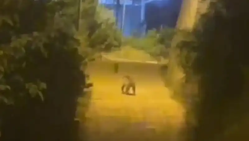 Gümüşhane'de Şehir Merkezine İnen Ayı, Vatandaşları Şaşırttı!